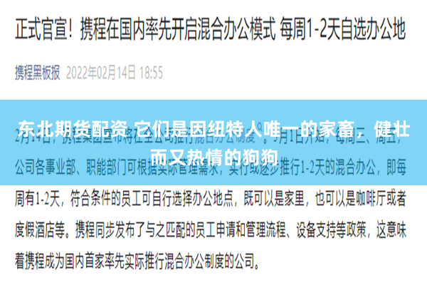 东北期货配资 它们是因纽特人唯一的家畜,健壮而又热情的狗狗
