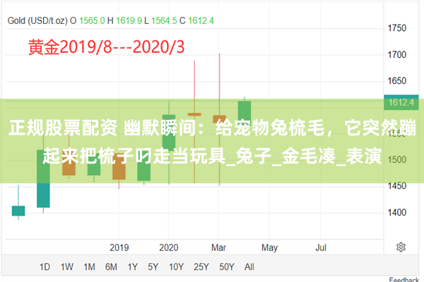 正规股票配资 幽默瞬间:给宠物兔梳毛,它突然蹦起来把梳子叼走当玩具_兔子_金毛凑_表演